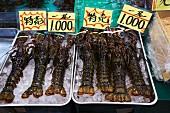 Lobster at the Tsukiji fish market in Tokyo, Japan