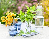 Lovage in a glass of water on a garden table