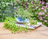 Three types of thyme on a garden table