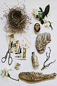Vintage photographs, bird nest, scissors and natural objects