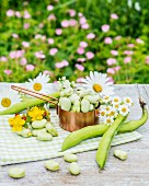 Broad beans in pods and a mini saucepan on a garden table