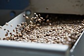 Hemp seeds in a cleaning machine at an oil mill