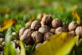 Fresh walnuts in a meadow