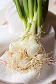Bundle of spring onions