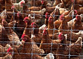 Rhode Island chickens behind a wire fence