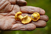Three chanterelle mushrooms on a person's hand