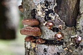 Shiitake mushrooms growing on a tree trunk (Lentinula Edodes)