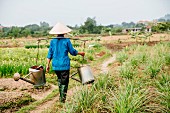 An Oriental farmer with watering cans watering vegetable fields