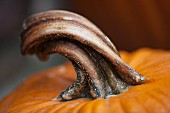 A stem of a pumpkin (detail)