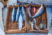 Frisch gefangene Fische in Holzkiststen am Hafen (Rhodos, Griechenland)
