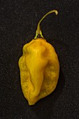 A Bonda Ma Jacques chilli pepper