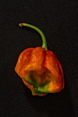 A Lucy chilli pepper