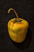A Rocoto Yellow chilli pepper