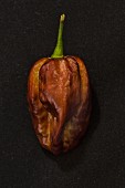 A Yaki Blue chilli pepper