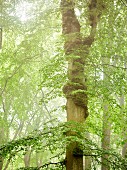 Ein knorriger Baumstamm im Laubwald