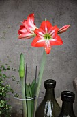 Amaryllis flower and bud in plant support