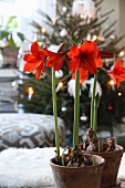 Red amaryllis in terracotta pots in festive living room