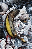 A grilled plantain on hot coals