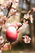 Gefärbtes Ei an Kirschblütenzweig hängend