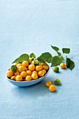 Cape gooseberries in a blue dish