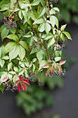 Wilder Wein mit Beeren und grünen Blättern