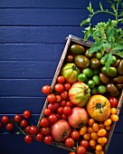 Various types of tomatoes in a wooden crate (see from above)