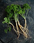 Curly-leaf parsley with roots