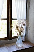 Dried thistles and flower umbels on a windowsill