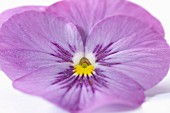 Eine violette Stiefmütterchenblüte (Nahaufnahme)