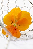 A yellow pansy in a wire basket (close-up)
