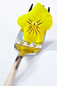 A yellow pansy on a fork
