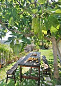 Prickly pears on rustic wooden table and benches under fig tree