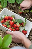 Strawberries being picked