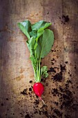 A radish on a wooden background