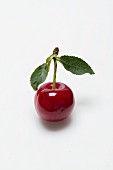 A sour cherry with a stem and leaves on a white surface