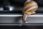 A moving edible snail