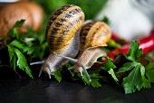 Two snails moving on parsley