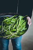 A person holding a bowl of freshly harvested wild garlic