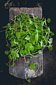 Purslane in a bowl (seen from above)