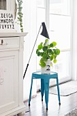 Decorative houseplant in white paper bag on light blue stool next to French windows