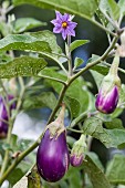An aubergine plant with flowers and fruits
