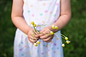 Child holding chamomile flowers