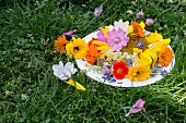 Dish of edible flowers on grass