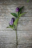 Violet chillis with a flower on a wooden surface