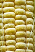 Corn on the cob with water droplets (close-up)