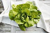 Oak leaf lettuce (topic: light suppers)