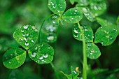 Clover with droplets of water