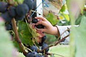 A child picking grapes from a vine