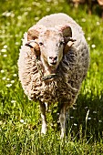 Ein Schaf auf der Weide