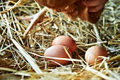 Frischgelegte Bio-Eier im Stroh